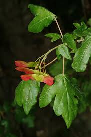 Attēlu rezultāti vaicājumam “Acer campestre”