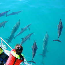 Image result for Durley Dolphin Diver