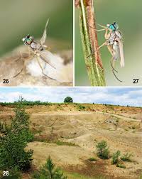 Attēlu rezultāti vaicājumam “Tetanops myopina”