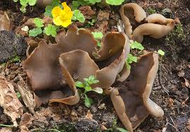 Attēlu rezultāti vaicājumam “Peziza repanda”