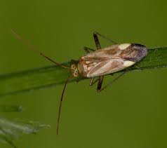 Attēlu rezultāti vaicājumam “Adelphocoris lineolatus imago”