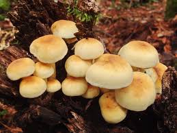 Attēlu rezultāti vaicājumam “Armillaria sp.”