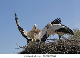 Attēlu rezultāti vaicājumam “Ciconia ciconia adult”