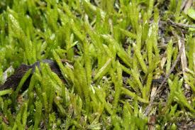 Attēlu rezultāti vaicājumam “Brachythecium albicans”