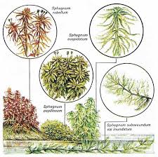 Attēlu rezultāti vaicājumam “Sphagnum subsecundum”