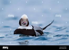 Attēlu rezultāti vaicājumam “Clangula hyemalis male”