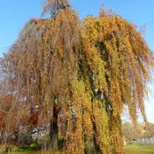 Attēlu rezultāti vaicājumam “Fagus sylvatica fo. purpurea flower”
