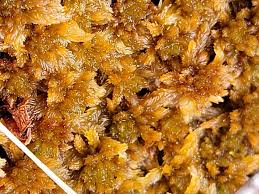 Attēlu rezultāti vaicājumam “Sphagnum magellanicum”