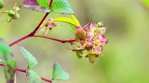 Attēlu rezultāti vaicājumam “Neottia nidus-avis bud”