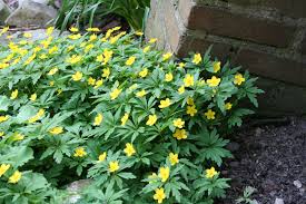 Attēlu rezultāti vaicājumam “Anemone ranunculoides bud”