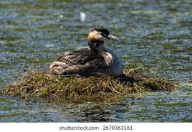 Attēlu rezultāti vaicājumam “Podiceps cristatus”