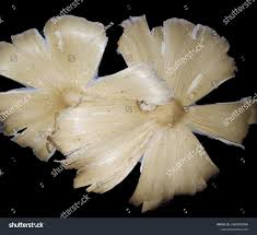 Attēlu rezultāti vaicājumam “Langermania gigantea”