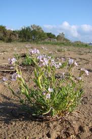Attēlu rezultāti vaicājumam “Cakile maritima subsp. baltica leaf”