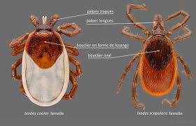 Attēlu rezultāti vaicājumam “Ixodes male”