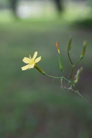 Attēlu rezultāti vaicājumam “Mycelis muralis bud”