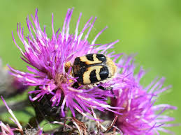 Attēlu rezultāti vaicājumam “Trichius fasciatus imago”