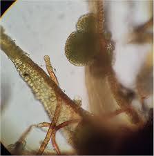 Attēlu rezultāti vaicājumam “Nostoc pruniforme macro”