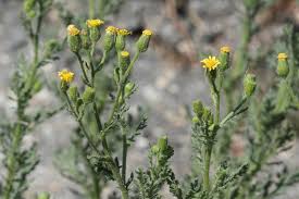 Attēlu rezultāti vaicājumam “Senecio viscosus”