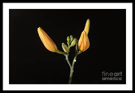 Attēlu rezultāti vaicājumam “Lilium lancifolium bud”