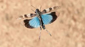 Attēlu rezultāti vaicājumam “Oedipoda caerulescens”