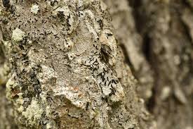 Attēlu rezultāti vaicājumam “Alyxoria varia”