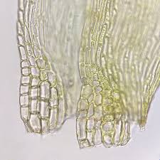 Attēlu rezultāti vaicājumam “Callicladium haldanianum”