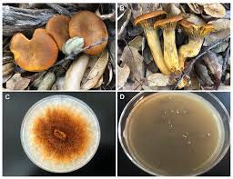 Attēlu rezultāti vaicājumam “Enteridium olivaceum spores”