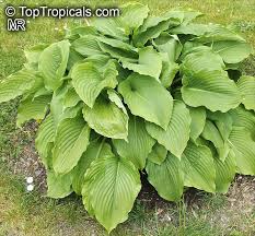Attēlu rezultāti vaicājumam “Hosta sp. leaf”