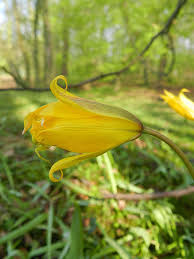 Attēlu rezultāti vaicājumam “Tulipa sylvestris”
