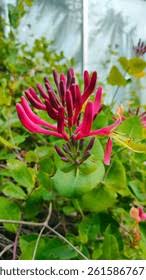 Attēlu rezultāti vaicājumam “Lonicera caprifolium”