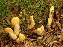 Attēlu rezultāti vaicājumam “Spathularia flavida”