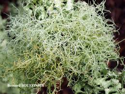Attēlu rezultāti vaicājumam “Usnea subfloridana”