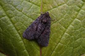 Attēlu rezultāti vaicājumam “Oligia sp.”