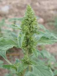 Attēlu rezultāti vaicājumam “Amaranthus retroflexus”