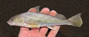 Image result for Menticirrhus americanus