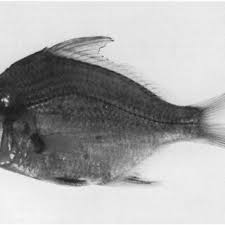 Image result for Eugerres plumieri