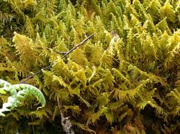 Attēlu rezultāti vaicājumam “Ptilium crista-castrensis sporophyte”