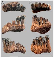 Image result for Moxostoma hubbsi