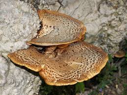 Attēlu rezultāti vaicājumam “Polyporus squamosus”