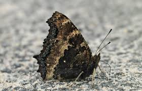 Attēlu rezultāti vaicājumam “Nymphalis xanthomelas upperside”