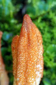 Attēlu rezultāti vaicājumam “Cordyceps ophioglossoides”