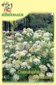 Attēlu rezultāti vaicājumam “Cenolophium denudatum”