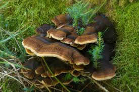 Attēlu rezultāti vaicājumam “Ischnoderma benzoinum”