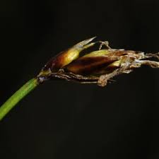 Attēlu rezultāti vaicājumam “Carex chordorhiza”