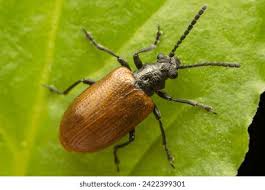 Attēlu rezultāti vaicājumam “Hoplia graminicola”