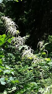 Image result for Aruncus dioicus