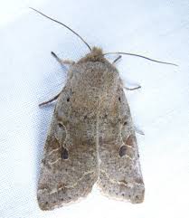 Attēlu rezultāti vaicājumam “Orthosia sp.”