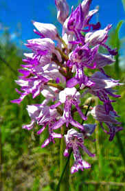 Attēlu rezultāti vaicājumam “Orchis militaris flower”