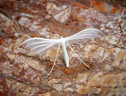 Attēlu rezultāti vaicājumam “Pterophorus pentadactyla”