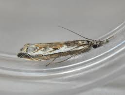 Attēlu rezultāti vaicājumam “Platytes alpinella”